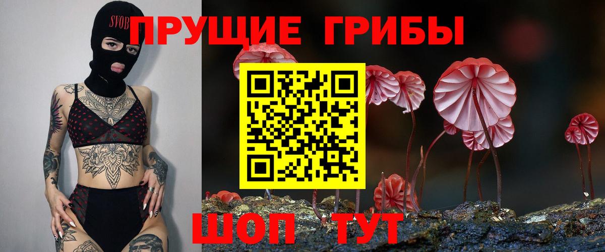 Псилоцибиновые грибы Psilocybe Георгиевск